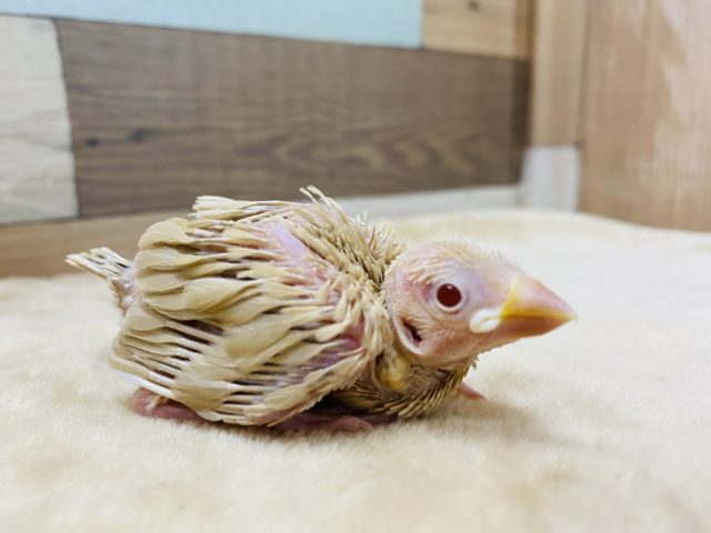 守りたくなるぐらいヒナヒナちゃんのシナモン文鳥入舎しました♡