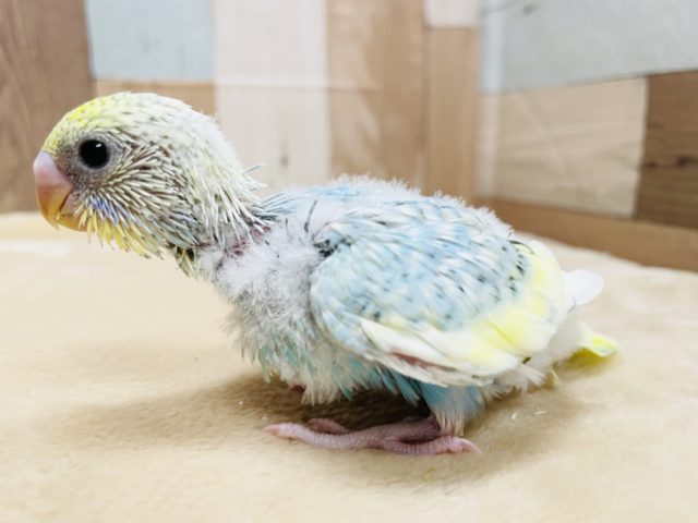 明るいカラーの可愛いヒナさん☆セキセイインコのパステルレインボースパングルパイドカラー！