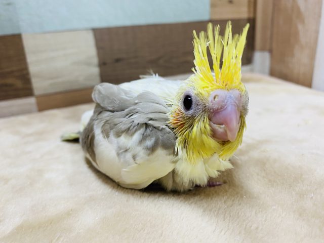 淡い色合いが人気です！オカメインコシナモンパイド♪