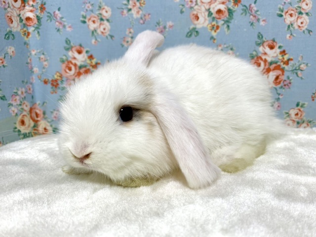 ロップイヤーラビット  ホワイト系  女の子  4/20