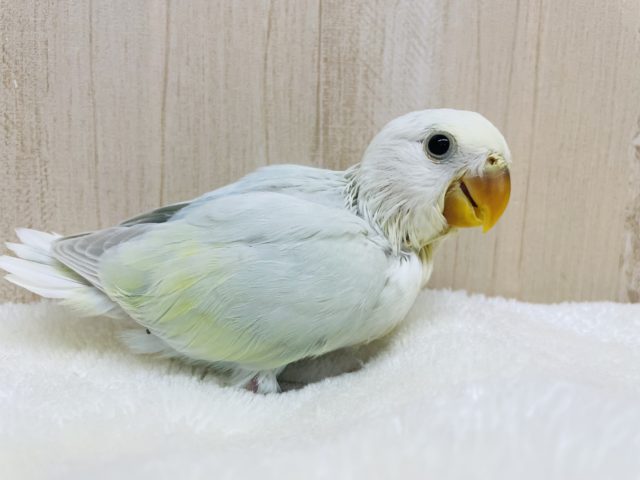 レアカラー★ふんわりイメージのコザクラさん！　コザクラインコ　パステル系
