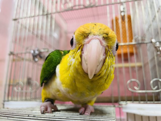 最新画像有り☆遊ぶの大好きさんです☆シロハラインコ！