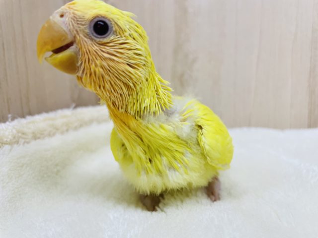 可愛さにこだわりたい！(*ﾟ∀ﾟ*)コザクラインコ オレンジフェイス ルチノー