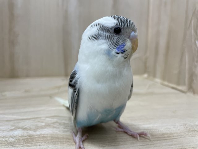 歩いて歩いて冒険だ！(^^) セキセイインコ 白ハルクイン