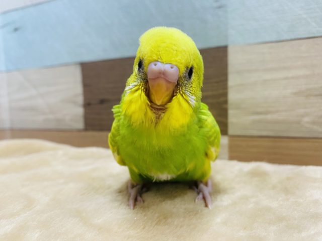 鮮やかな定番人気カラー！セキセイインコスパングルパイドやって来ました〜
