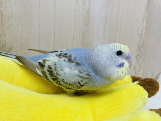 じと目じゃないよ！まんまるだよ！　セキセイインコ　シナモンオパーリン