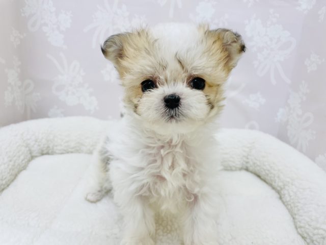 可愛すぎてはなまる♪ミックス犬ちゃん！