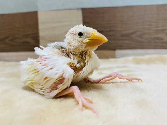 定番人気カラーの文鳥☆白文鳥やって来ました！