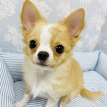 尻尾のフリフリ止まらない！！！ミックス犬くん！