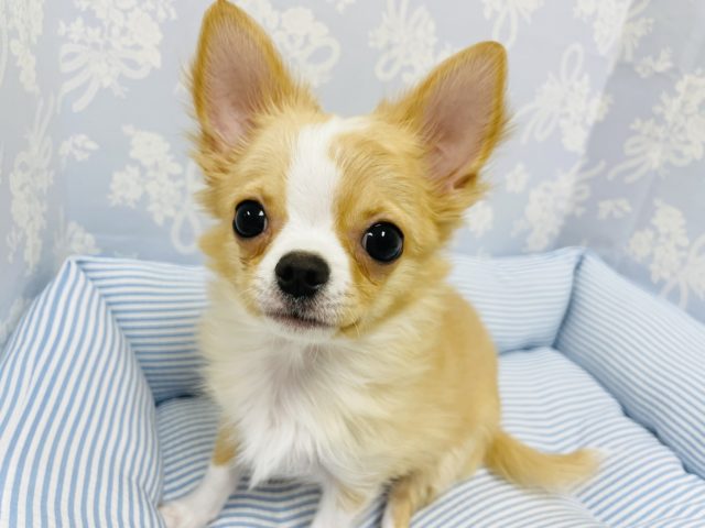 尻尾のフリフリ止まらない！！！ミックス犬くん！