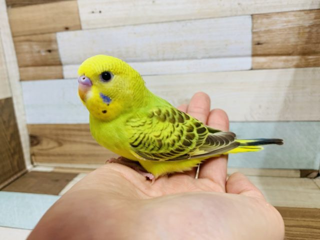 元気いっぱい！そろそろ飛びます！セキセイインコ(シナモンオパーリン)