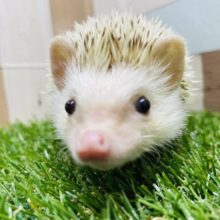 手に乗ってくれるトゲトゲガール来ました☆ハリネズミのシナモンカラー！