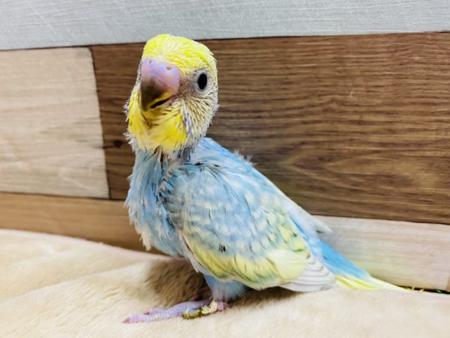 大人気カラー♪セキセイインコパステルレインボースパングルやって来ました〜