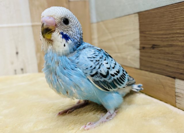 どんな子になるかな〜？青空のようなカラーのセキセイインコやって来ました！！