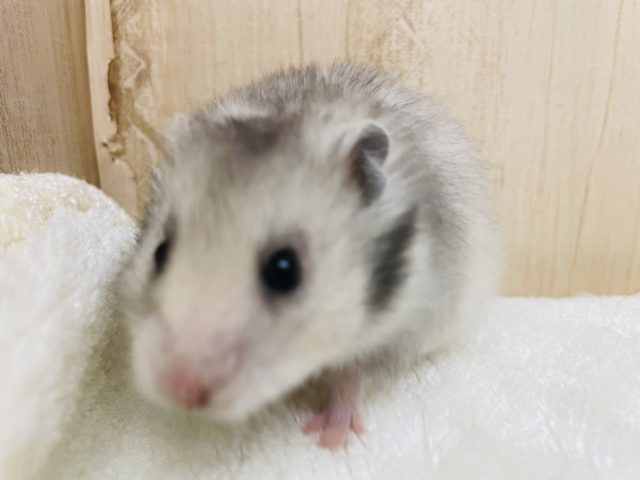 パンダさんみたいなんです♪ カラーハムスター　セーブル＋バンデット