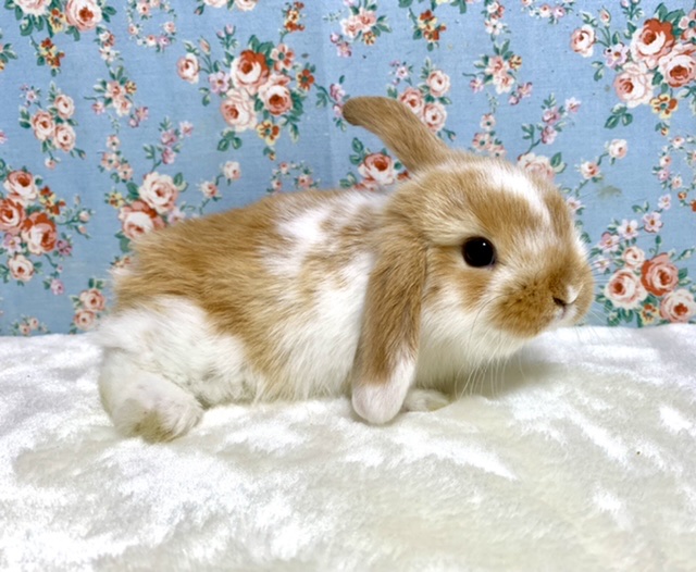 ロップイヤーラビット  オレンジブロークン  4/22