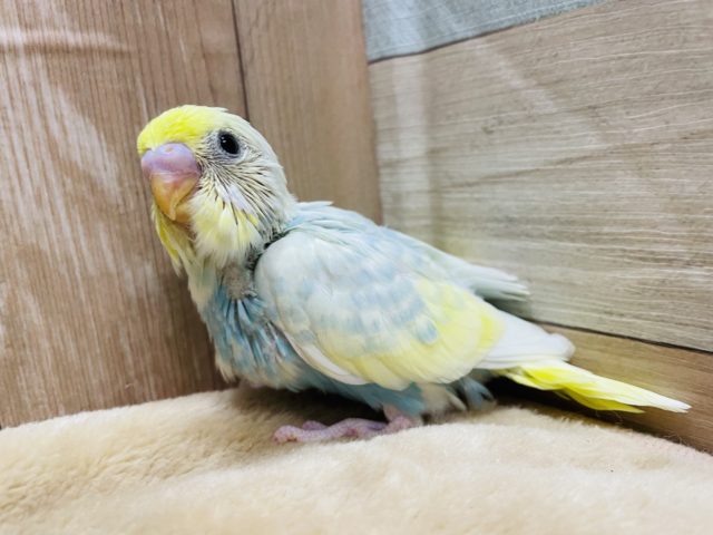 のんびりおっとりさん☆セキセイインコのパステルレインボーパイドカラー！