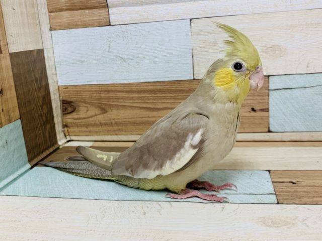 淡いカラーがｽﾃｷ♡オカメインコ(シナモン)
