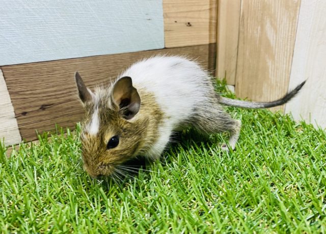 とにかく活発な男の子！デグーパイドくん♪