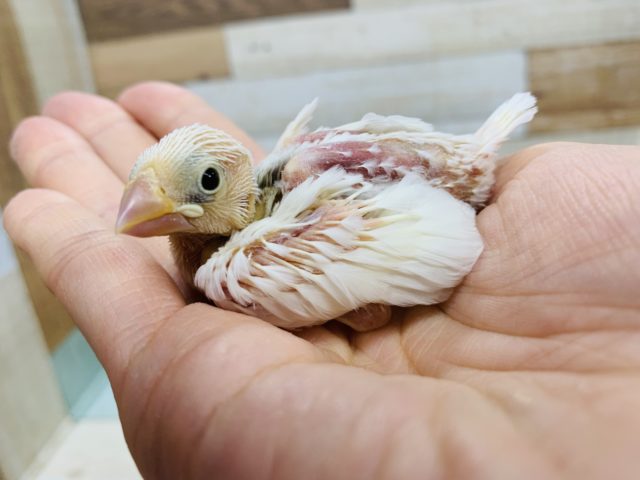 真っ白の人気さん♪白文鳥さん入舎☆