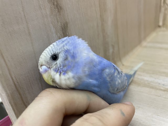 上目遣いが最強の武器なんです！♡ セキセイインコ スパングル