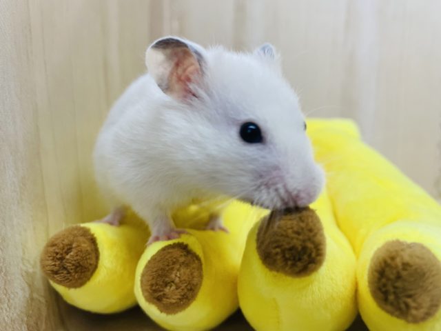クリームなハムスター！！　カラーハムスター　バンデット