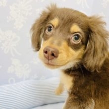 うれしょんしちゃいます♡ミックス犬のチワックスくん！