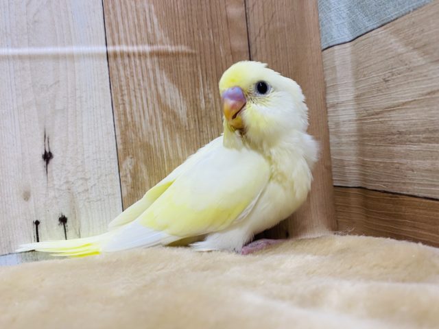 淡いカラーが人気です！セキセイインコクリーム♪