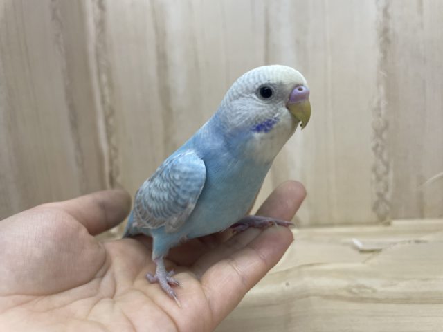 カキカキ好きなんです♡ 甘えん坊さんになりたい セキセイインコ スパングル