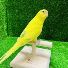 上目遣いが得意です💫セキセイインコ(ハルクイン)