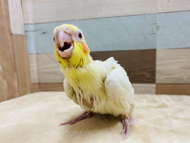 赤いほっぺが特徴です！定番人気のオカメインコルチノー
