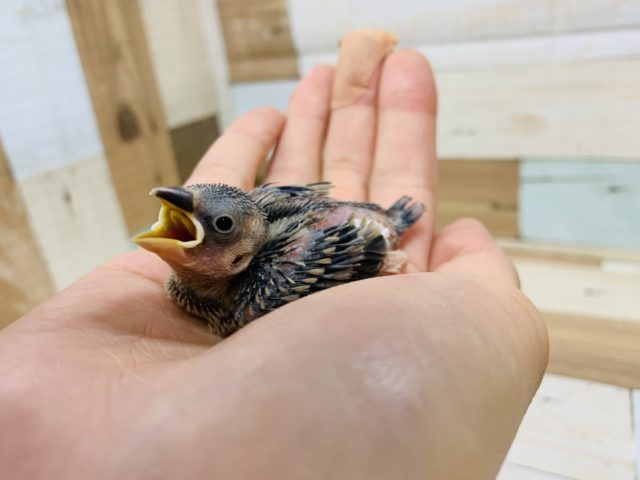 小さくてもしっかり食べます！桜文鳥さん♪