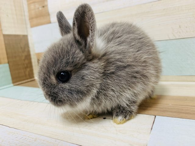 詰まったお顔が魅力的♡ネザーランドドワーフ(ブルーマーチン)くん！