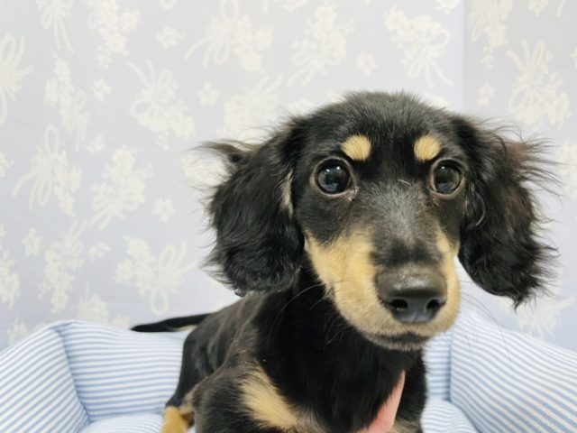 愛嬌たっぷりなお腹ゴロン♥ミニチュアダックスくん！