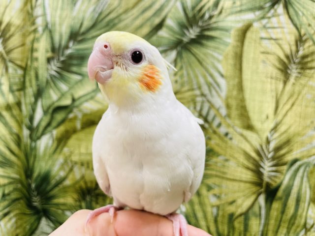 実は甘えたいんです♥オカメインコ(ルチノー)