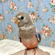 手乗りローズアキクサインコ  4/16