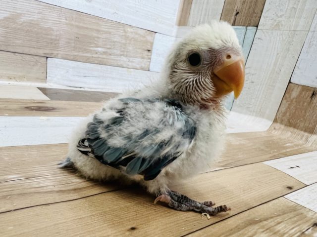 将来楽しみ♫小桜ブルーチェリーパイド