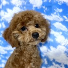 MIX犬（トイプードル×マルチーズ）（レッド）2022年1月3日生まれ　男の子