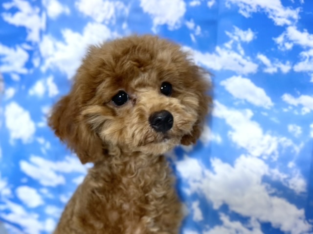 MIX犬（トイプードル×マルチーズ）（レッド）2022年1月3日生まれ　男の子