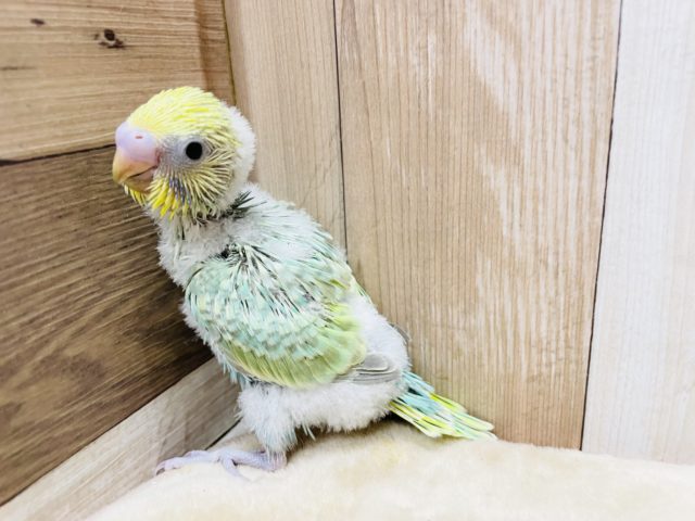 甘え上手な予感がします☆セキセイインコのパステルカラーレインボー！