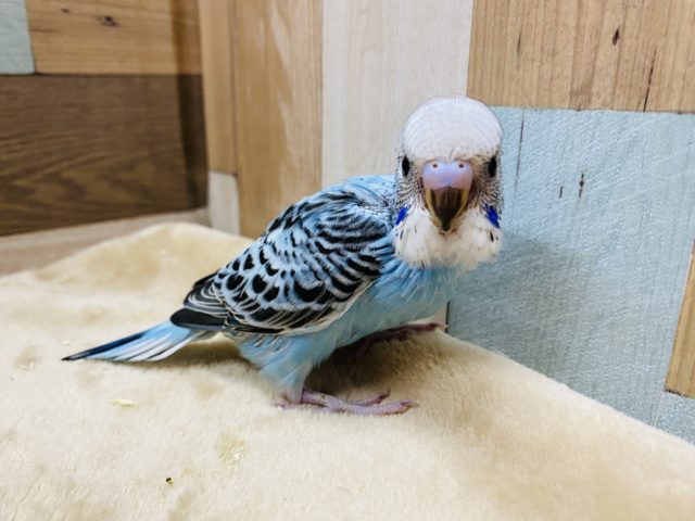 黒い模様に注目です！セキセイインコオパーリンやって来ました♪