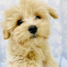 溢れる元気パワー💙人懐こくとっても陽気なマルプーくん🐶💙