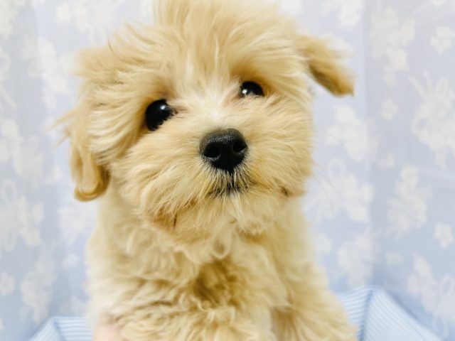 溢れる元気パワー💙人懐こくとっても陽気なマルプーくん🐶💙