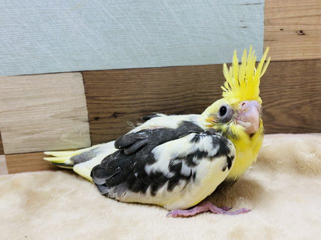 王冠のような立派なとさかのオカメさん♪