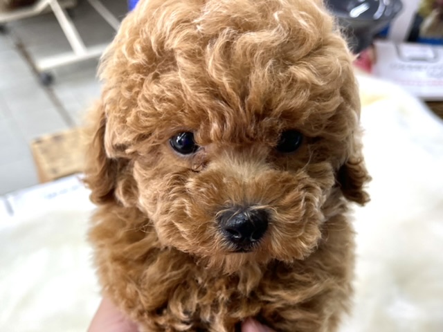 トイプードル（レッド）2022年1月27日生まれ　男の子