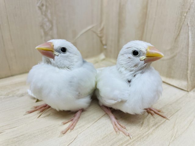 残り１羽です！もちもち白文鳥さん♡♡♡ 文鳥