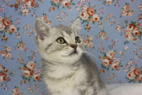 お顔がイイ😼♥キュートなマンチカンくん男のコです♂