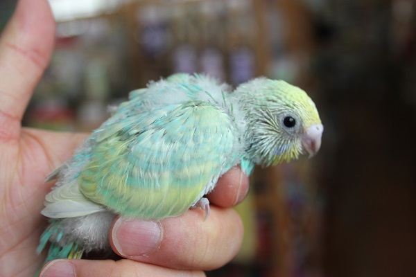 セキセイインコ　レインボーさん入舎