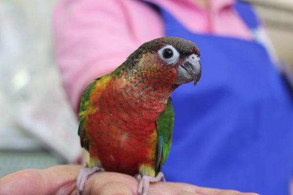 色鮮やか…💖手乗りワキコガネウロコインコ（レッド）さん