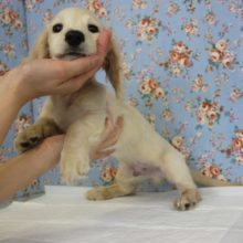 涼しげで優しいお色♩人が大～好き♡Ⅿダックスくん男のコ♂